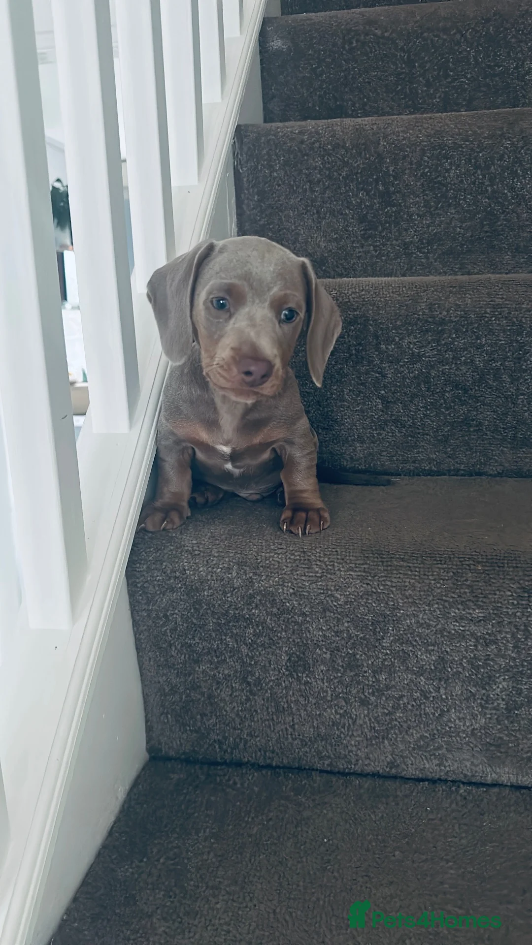 Dachshund dogs for sale: Harry in Malvern - Advert 8