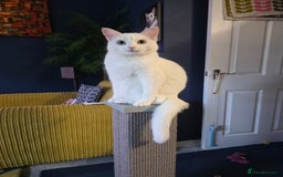 Domestic Shorthair cats for sale: Heartbreaking Rehome-18 month old Pure White Cat x - Image 1