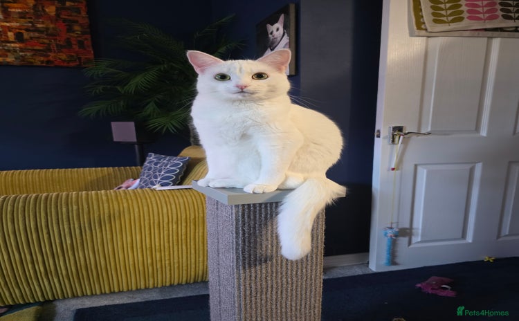 Domestic Shorthair cats - Advert 1