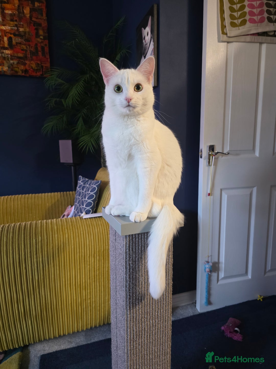 Domestic Shorthair cats for sale: Heartbreaking Rehome-18 month old Pure White Cat x - Image 1