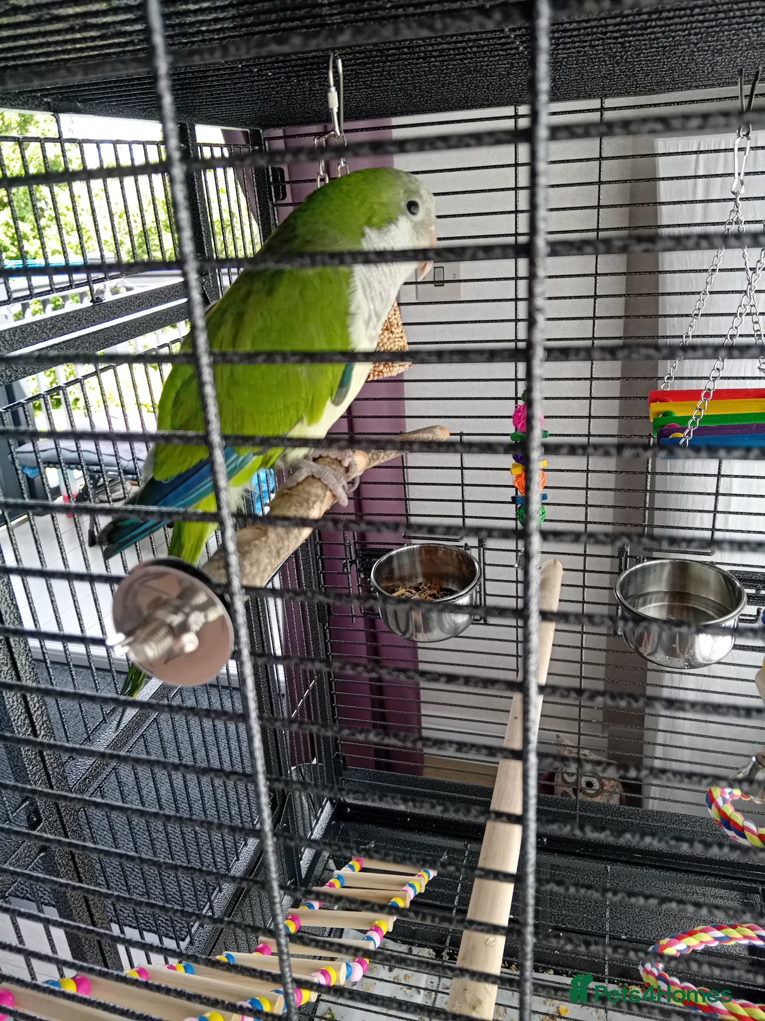 Parakeets birds Quaker parrot  - Advert 1