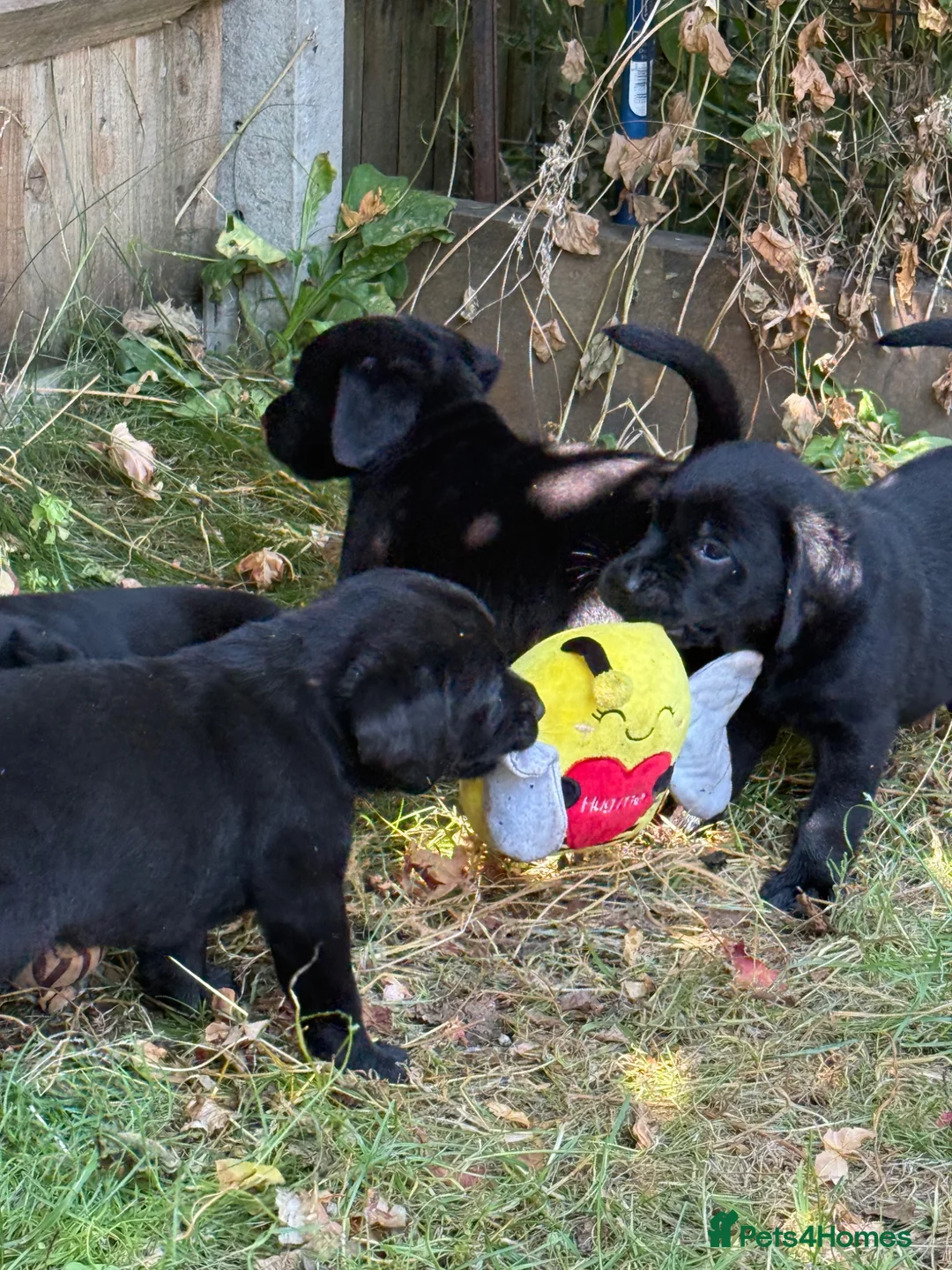 Labrador Retriever dogs for sale: Stunning black lab puppy’s  - Advert 7