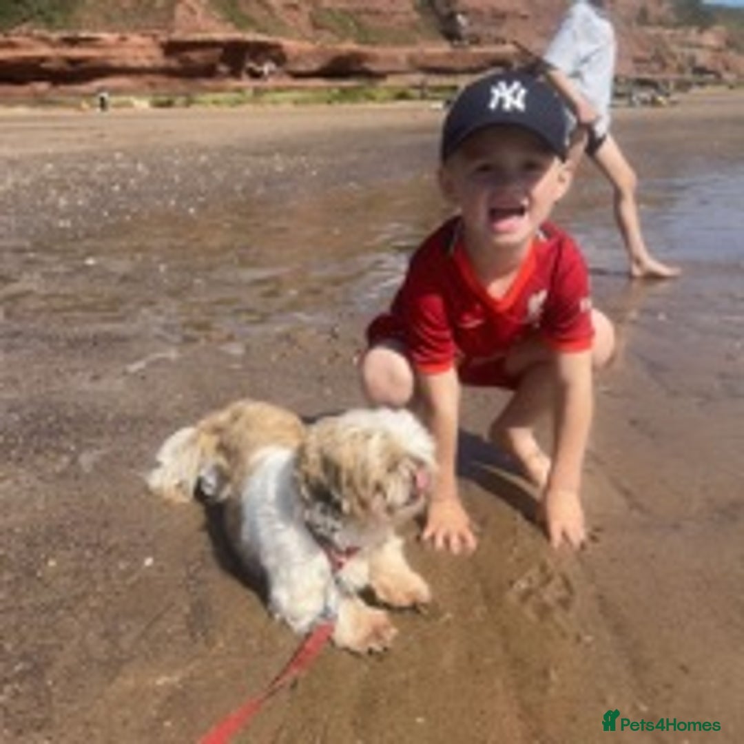 Shih Tzu dogs for stud: KC registered , beautiful stud dog in Cullompton - Advert 8