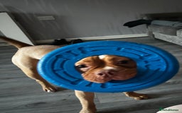 Old Tyme Bulldog dogs for sale: Old Tyme English Bulldog - Image 3