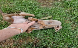 Dachshund dogs for sale: *Ready To Leave* Beautiful Dachsund Girl - 9 Weeks - Image 8