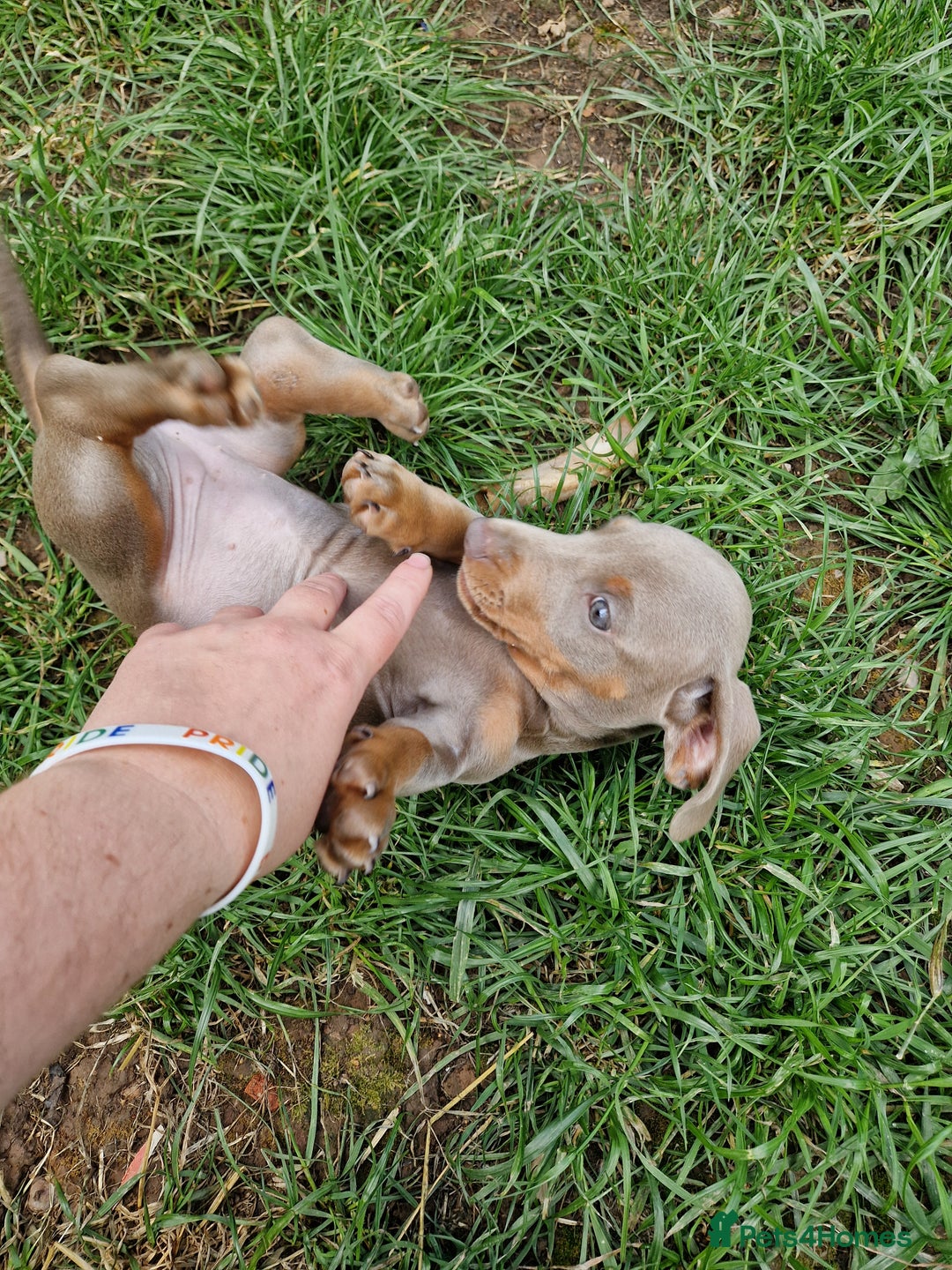 Dachshund dogs for sale: *Ready To Leave* Beautiful Dachsund Girl - 9 Weeks - Image 8