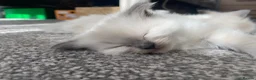 Ragdoll cats for sale: Beautiful ragdolls  - Advert 22