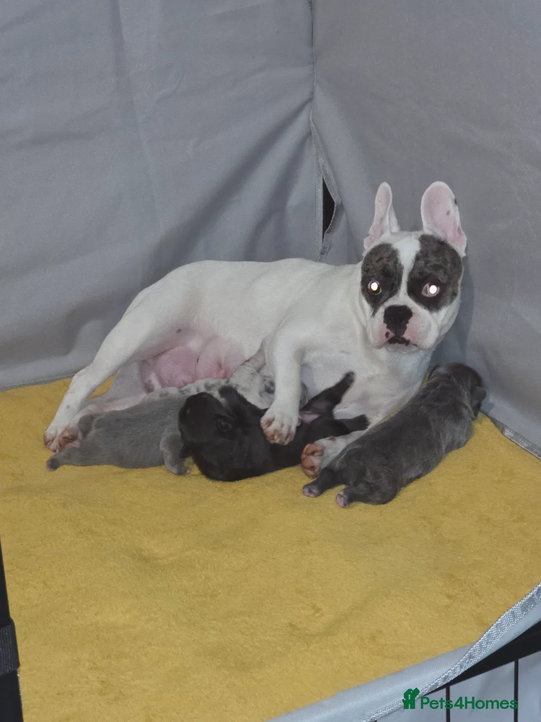 French Bulldog dogs for sale:  kc registed french bulldog pups  - Advert 13