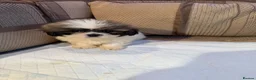 Shih Tzu dogs for sale: Shih Tzu pups - Advert 7