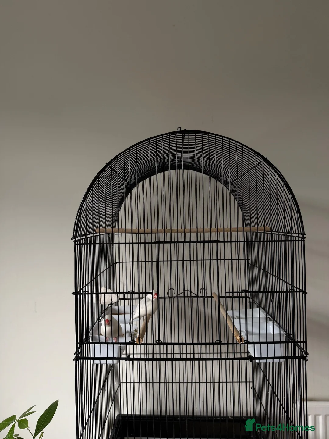 Finches birds for sale: Two Java sparrow birds  in Sheffield - Advert 2