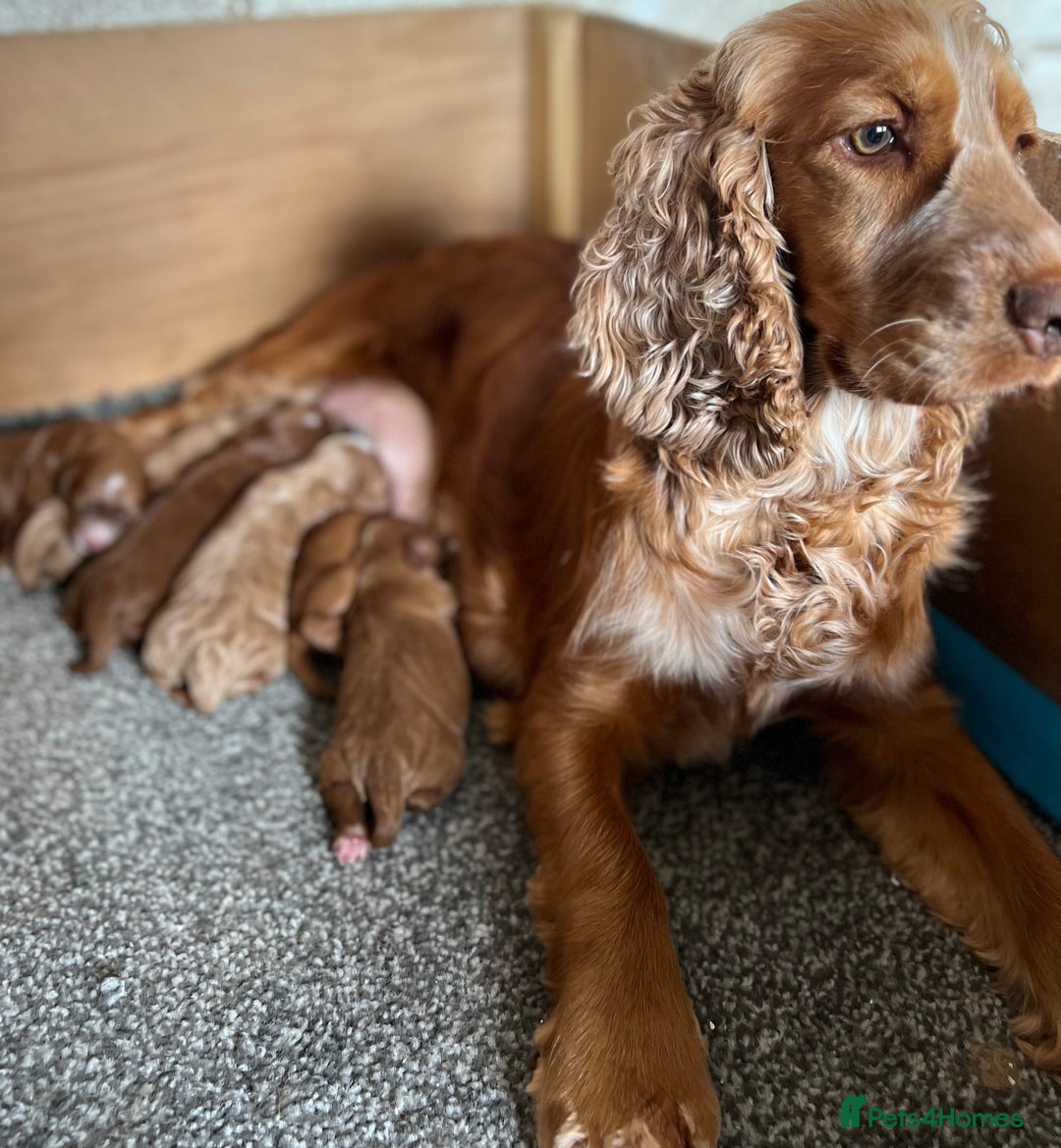 Cockapoo dogs for sale: Adorable F1 Cockapoo Puppies  - Image 1