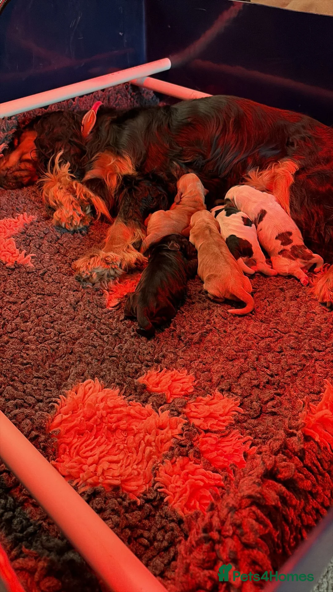 Cocker Spaniel dogs for sale: Beautiful Show Cocker Spaniels! - Advert 10