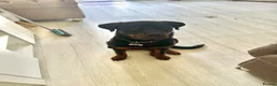 Rottweiler dogs for sale: 7 month old male rottweiler  in Wembley - Advert 4