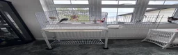 Budgerigars birds for sale: Super Tame Male Exhibition Budgie & Cage - Advert 6