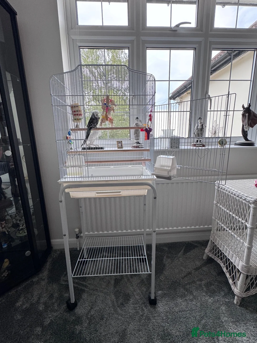 Budgerigars birds for sale: Super Tame Male Exhibition Budgie & Cage - Advert 6