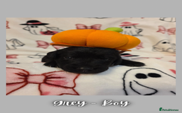 Goldador dogs for sale: Goldador puppies - Image 23