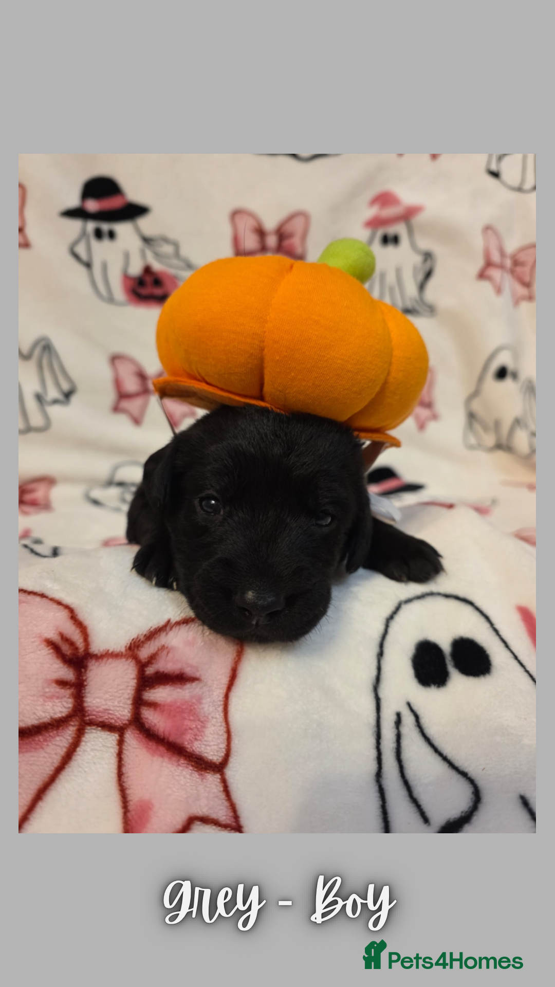 Goldador dogs for sale: Goldador puppies - Image 23