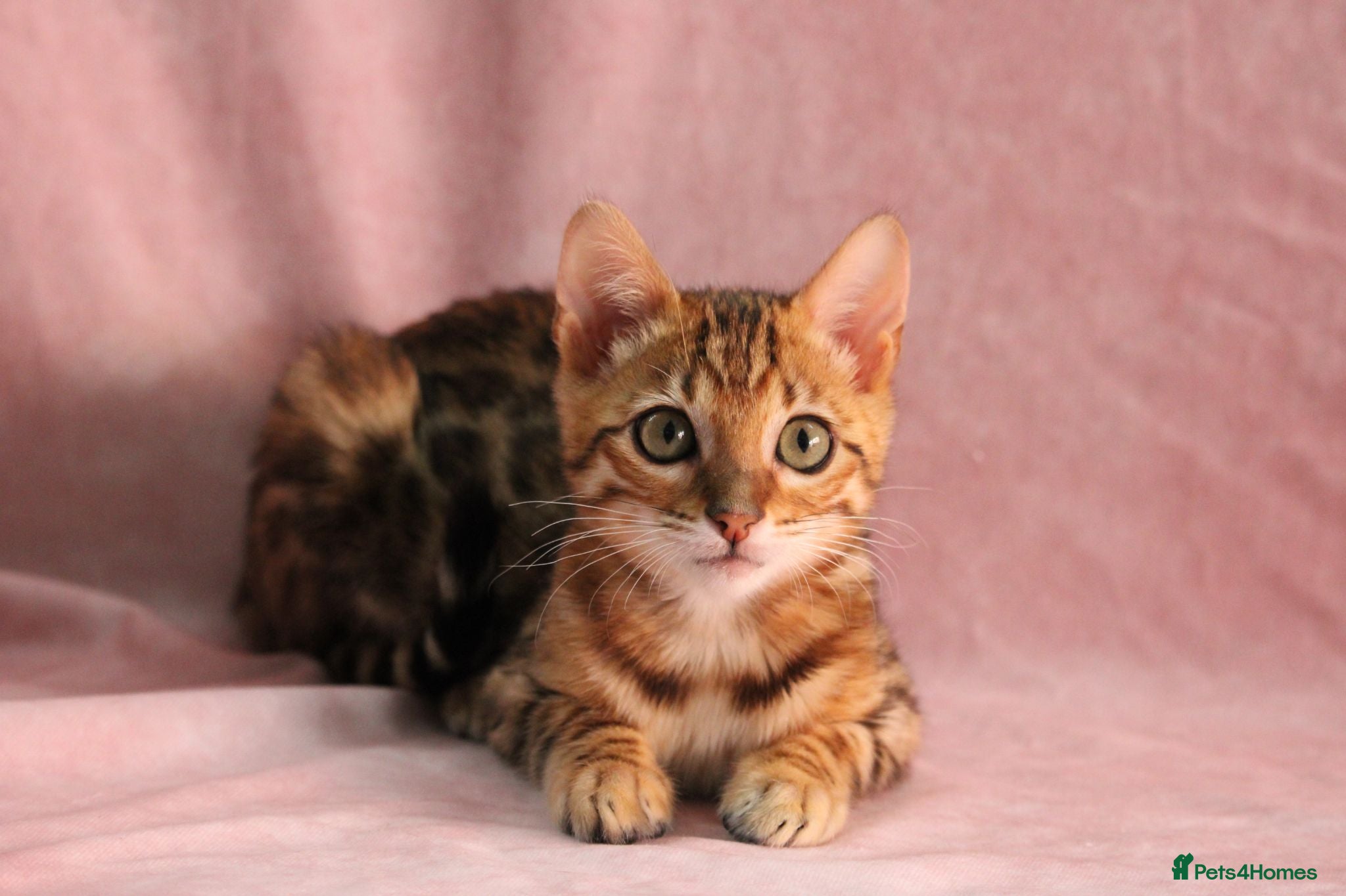 Bengal cats 🔥Beautiful Bengal available🔥 - Advert 1