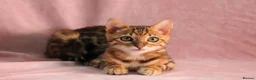 Bengal cats for sale: 🔥Beautiful Bengal girl available🔥 - Advert 9