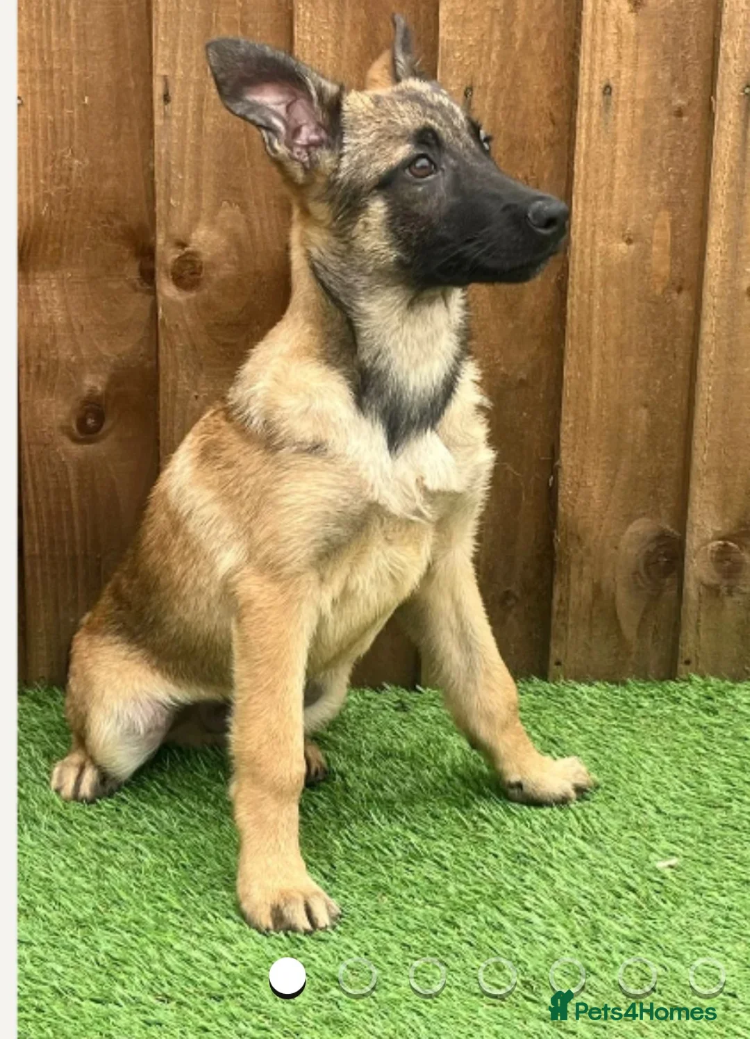 Belgian Shepherd Dog dogs for sale: 7 Month Belgian shepherd - Advert 6