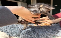 Bengal cats for sale: Beautiful half bengal kittens  - Image 38