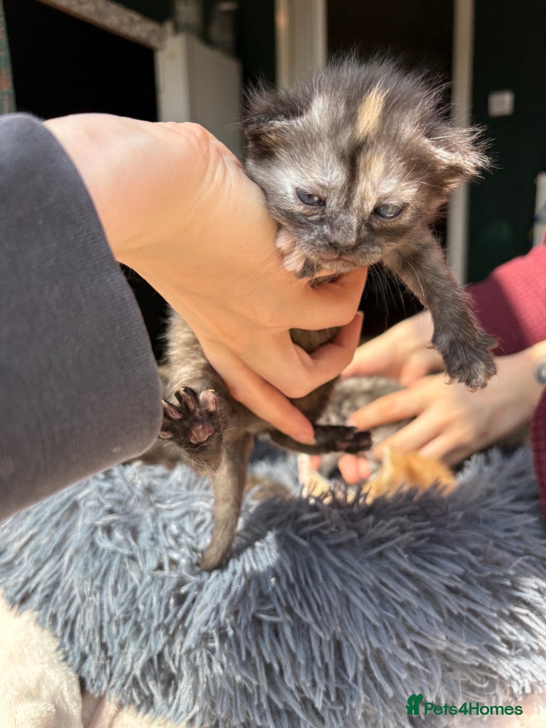 Bengal cats for sale: Beautiful half bengal kittens  - Image 38