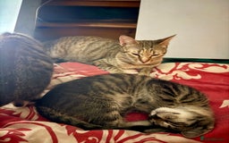 Mixed Breed cats for sale: 5 baby’s ready for there forever homes  - Image 14
