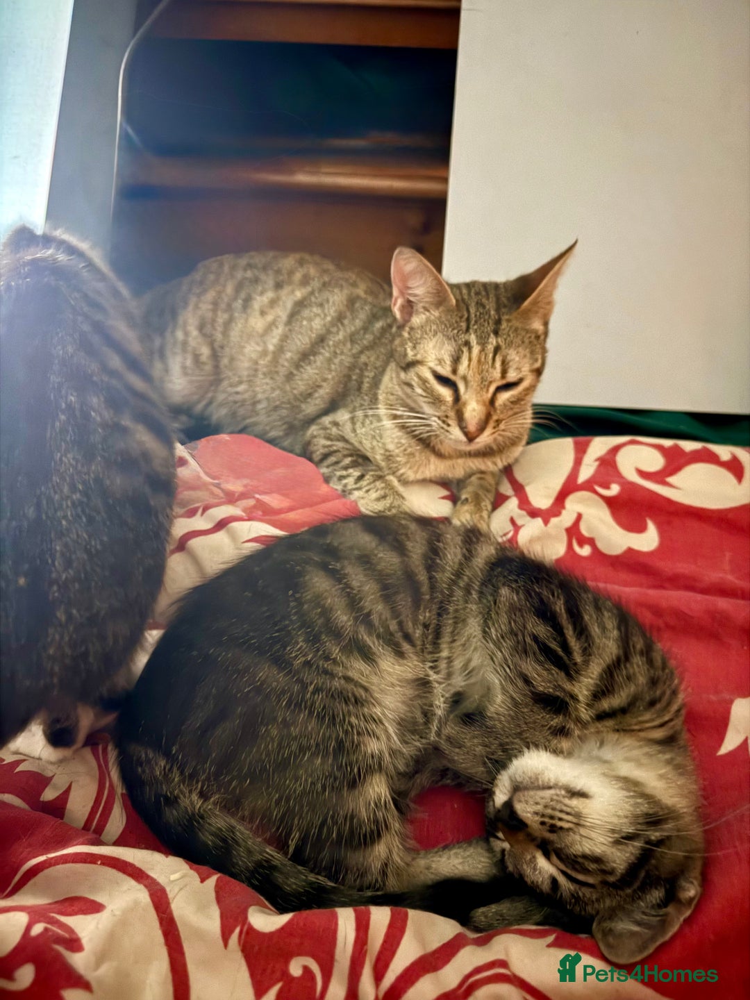 Mixed Breed cats for sale: 5 baby’s ready for there forever homes  - Image 14