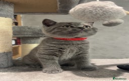 British Shorthair cats for sale: Pedigree Blue British Shorthair 💙💙💙💗💗💗💗 - Image 27