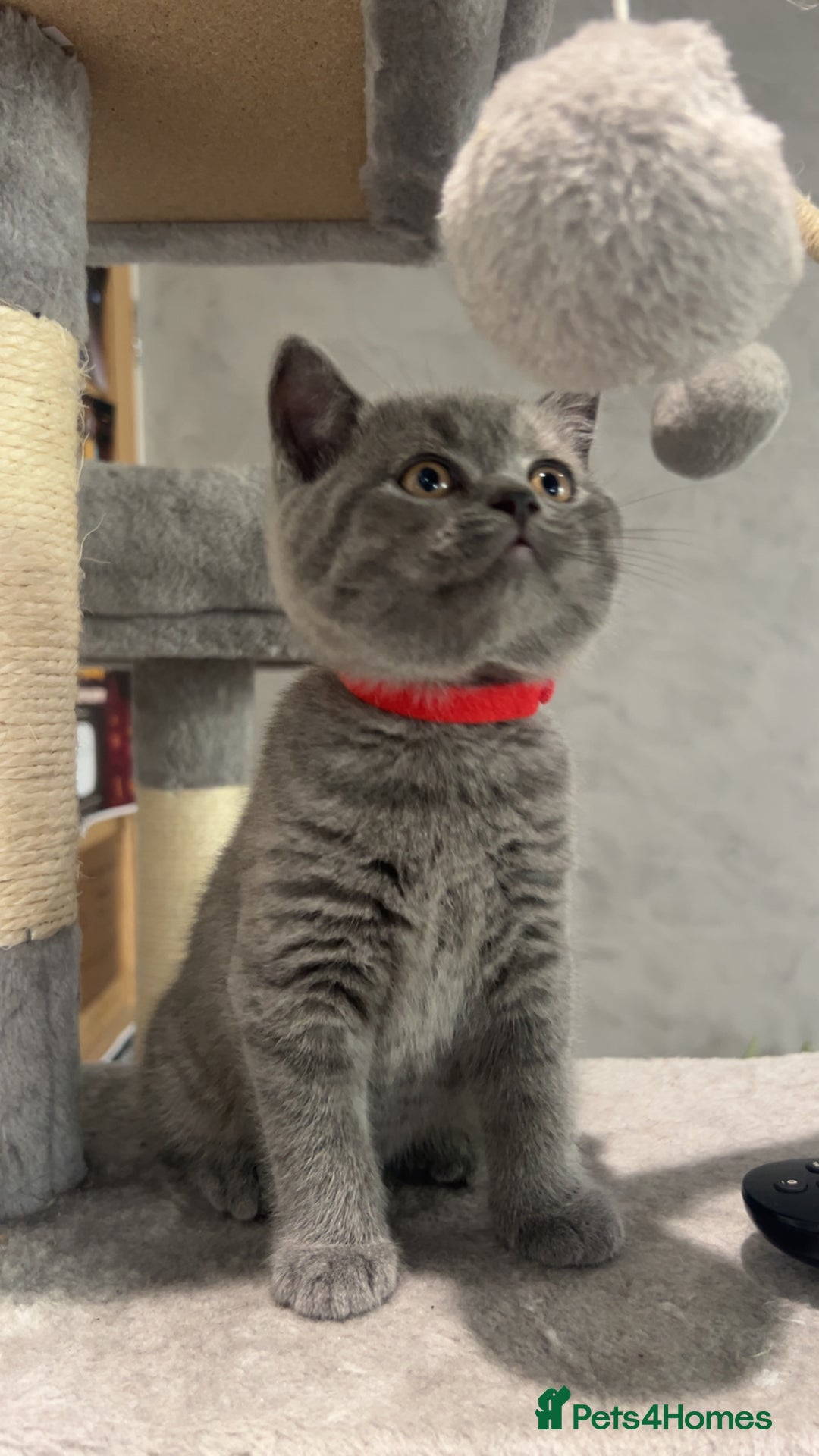 British Shorthair cats for sale: Pedigree Blue British Shorthair 💙💙💙💗💗💗💗 - Image 27