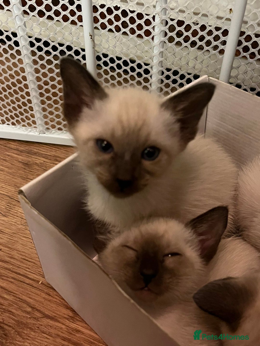 Siamese cats for sale: Beautiful Siamese Kittens 1 girl & 2 boys - Image 5