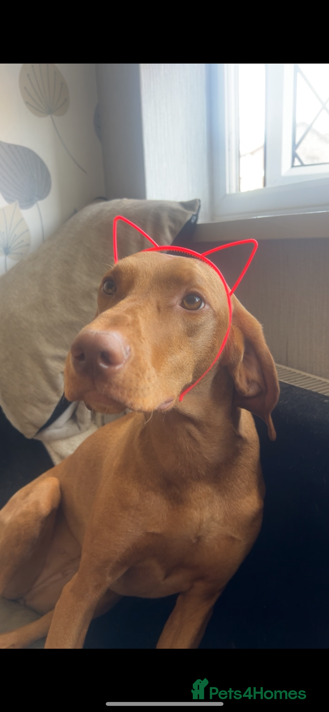 Hungarian Vizsla dogs for sale: Female Hungarian Vizsla Gia for sale - Image 2