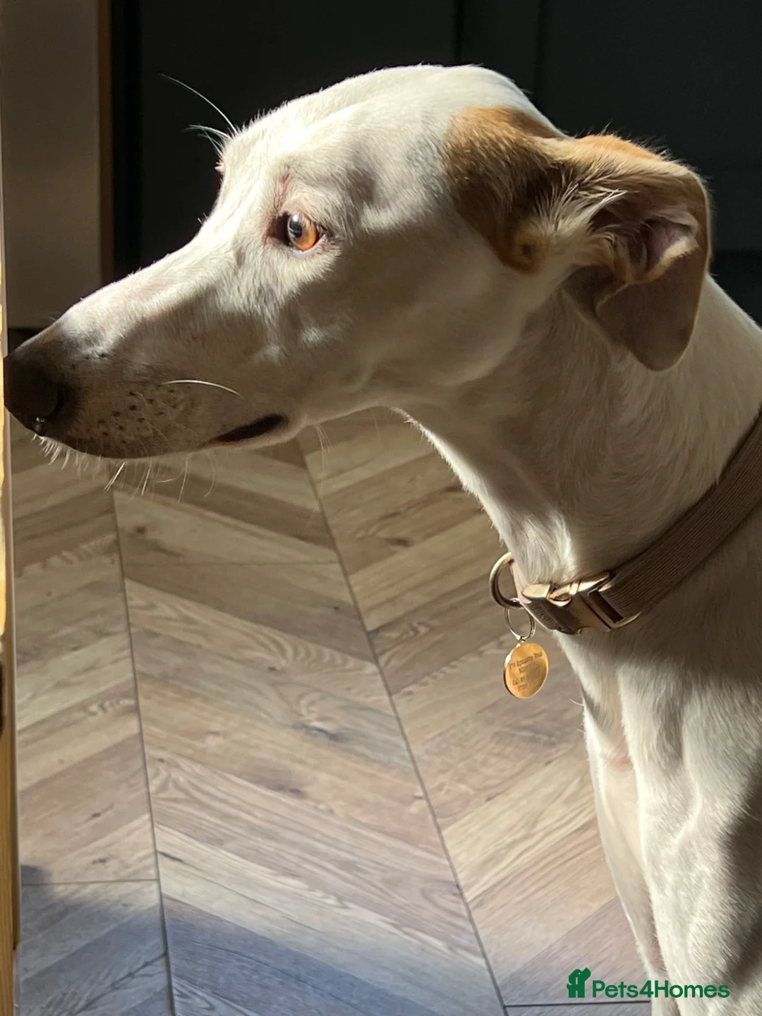 Mixed Breed dogs for sale: Goofy Loving Lurcher Poochio Needs New Home in Mansfield - Advert 2