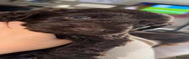 Cockapoo Puppy 2