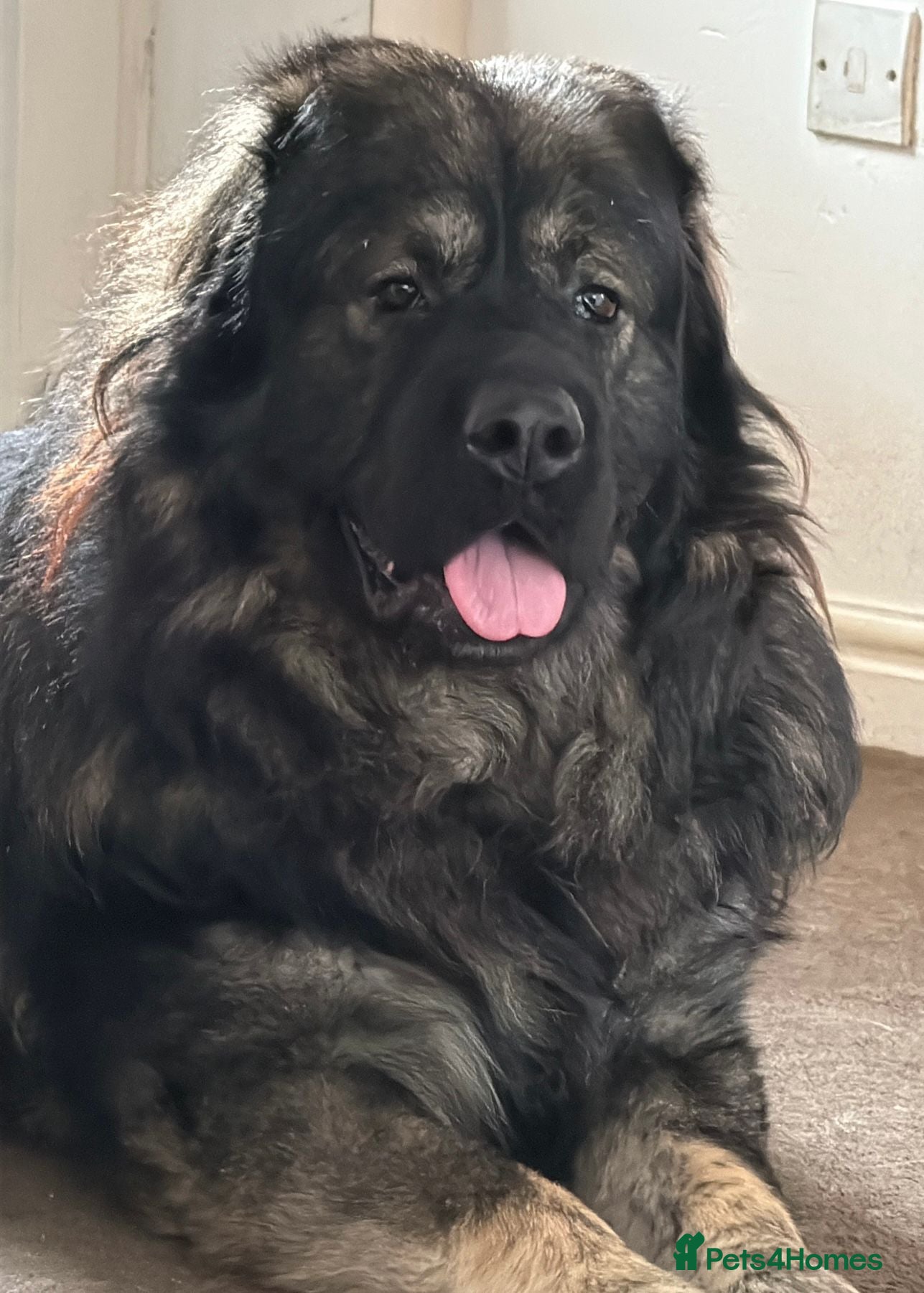 Caucasian Shepherd Dog dogs Caucasian Shepherd Dog for Stud - Advert 1