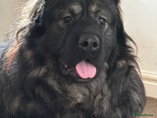 Caucasian Shepherd Dog dogs Caucasian Shepherd Dog for Stud - Advert 3