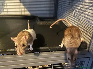 Rat rodents 5 Female Rats - Advert 3