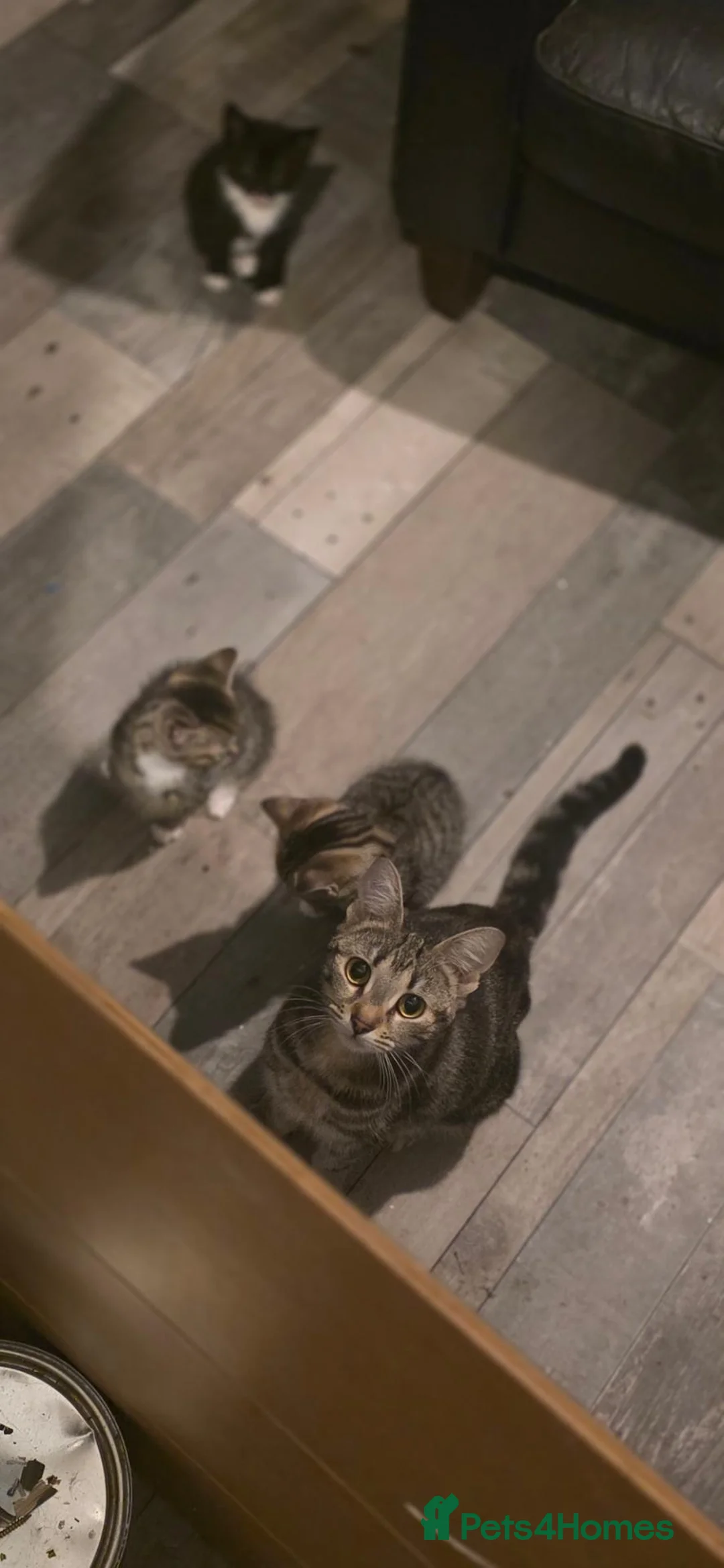 Mixed Breed cats for sale: 5 Kittens in London - Advert 2