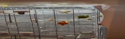 Finches birds for sale: Orange zebra finches  in Orpington - Advert 3