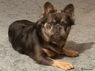 French Bulldog dogs DWKC FLUFFY FRENCHIE - Advert 13