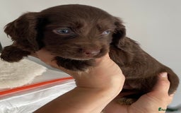 Cocker Spaniel dogs for sale: Beautiful Cocker Spaniel Puppies - Image 10