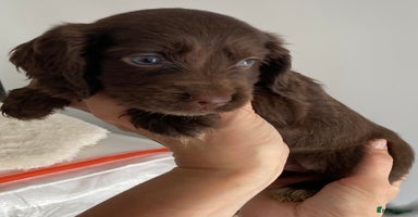 Cocker Spaniel dogs - Advert 4