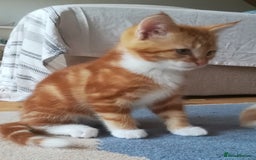 Mixed Breed cats for sale: CLEVER, BEAUTIFUL, KITTENS READY FOR FOREVER HOMES - Image 4