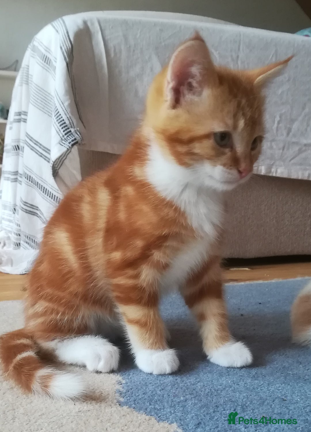 Mixed Breed cats for sale: CLEVER, BEAUTIFUL, KITTENS READY FOR FOREVER HOMES - Image 4