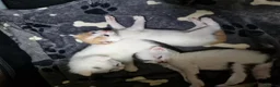 Mixed Breed cats for sale: Beautiful kittens  - Advert 7