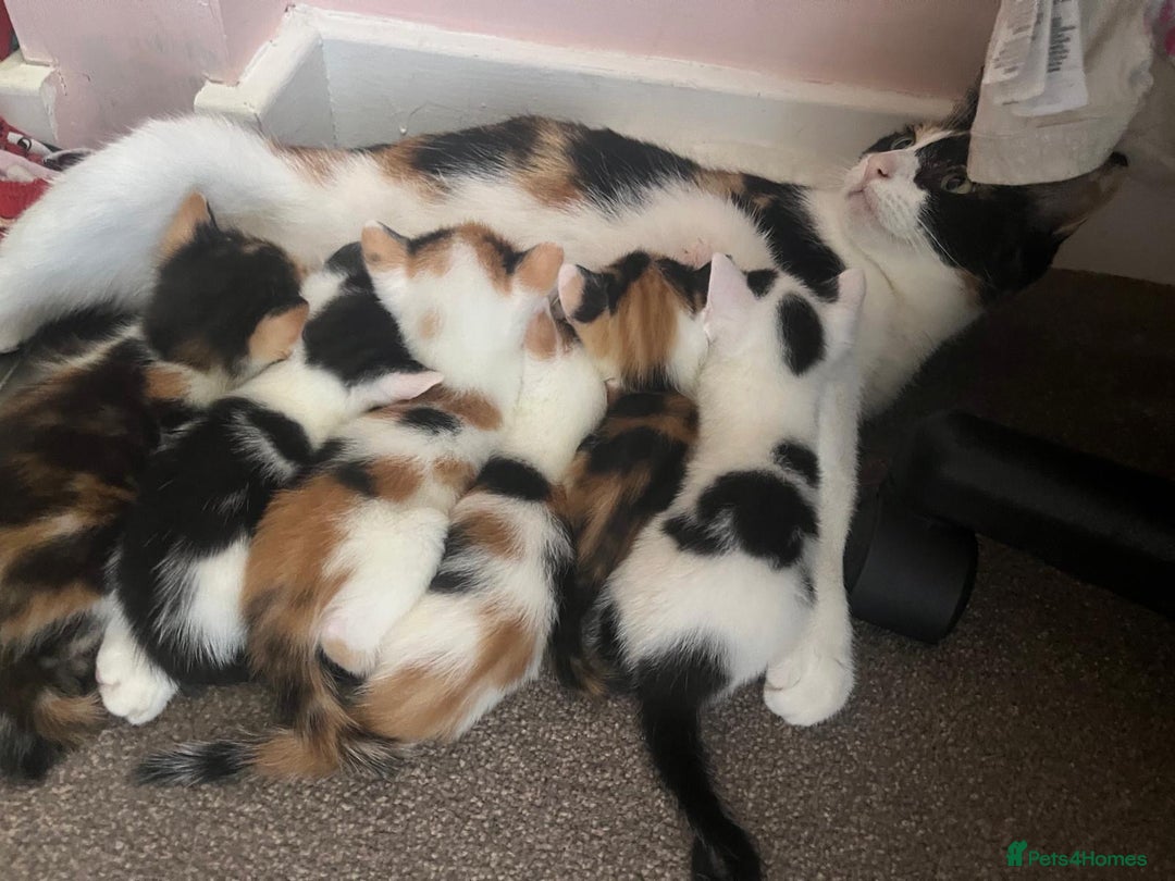 Mixed Breed cats for sale: Beautiful kittens - Image 14