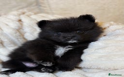 Pomeranian dogs for sale: 🐾 KC Registered Pomeranian Puppies 🐾 - Image 28