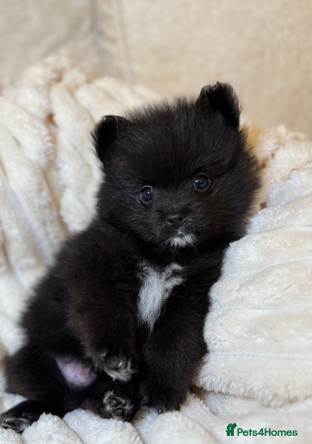 Pomeranian dogs for sale: 🐾 KC Registered Pomeranian Puppies 🐾 - Image 28