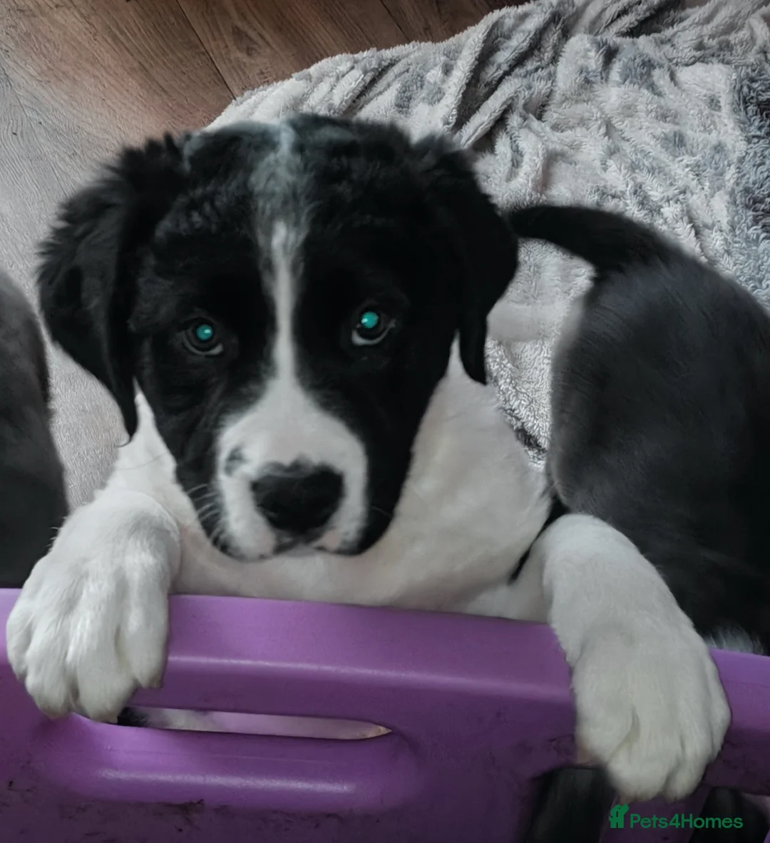 Mixed Breed dogs for sale:  REDUCED!! 2 OLD TYME BORDER COLLIE PUPPIES!  - Advert 6