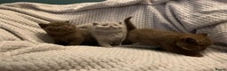 British Shorthair cats for sale: GCCF British shorthair kittens  - Advert 22